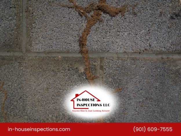 Termite damage on a concrete block wall.