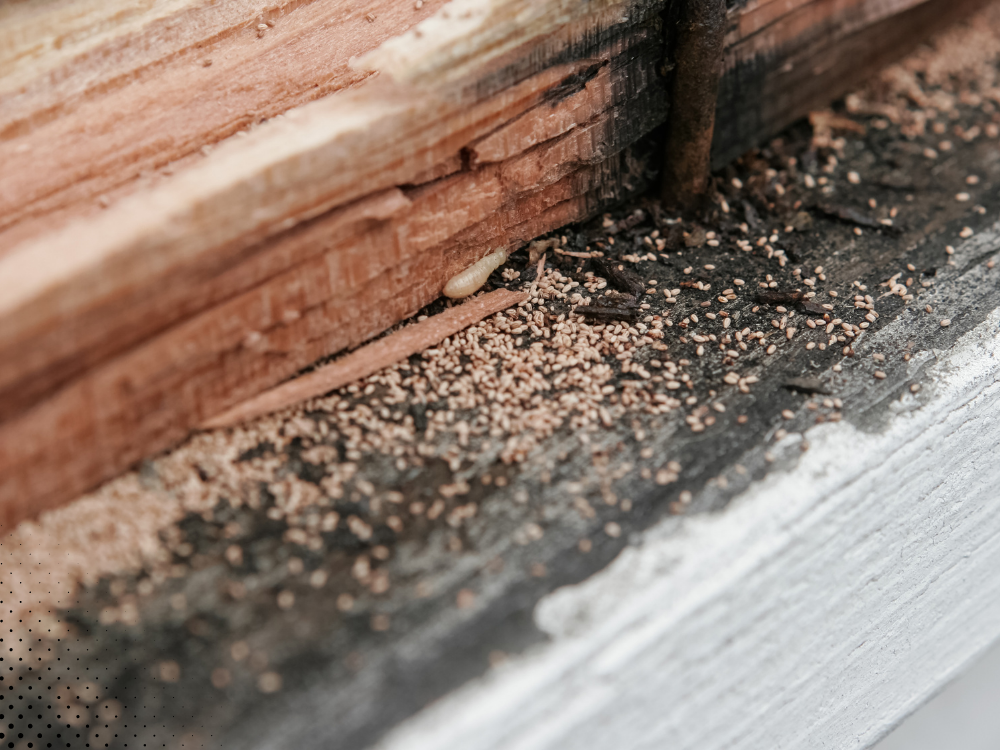 Termite damage on wooden surface with sawdust.